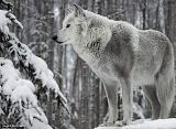 Winter.jpg image by Zarya51